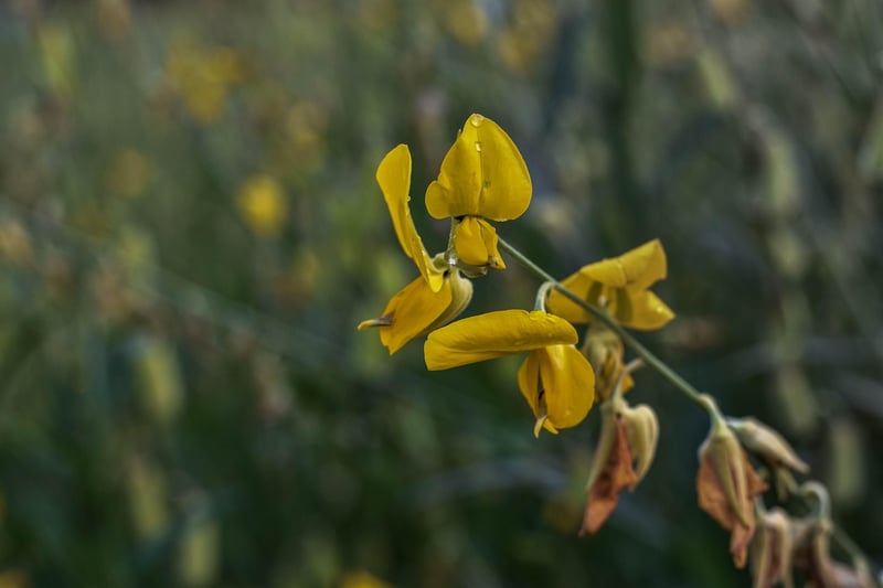 quelles sont les fleurs jaunes